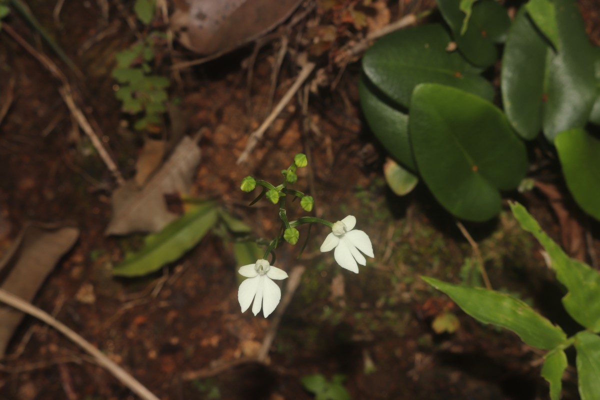 Habenaria plantaginea Lindl.